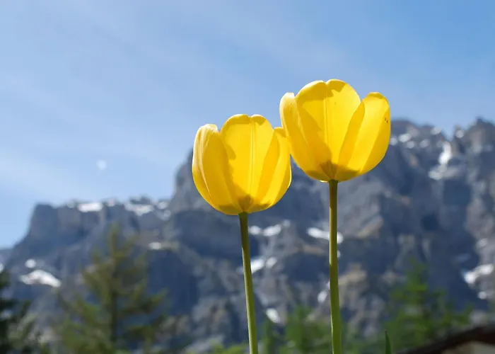 Apartment Haus Cristal By Interhome