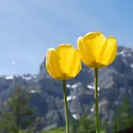 Apartamento Haus Cristal By Interhome